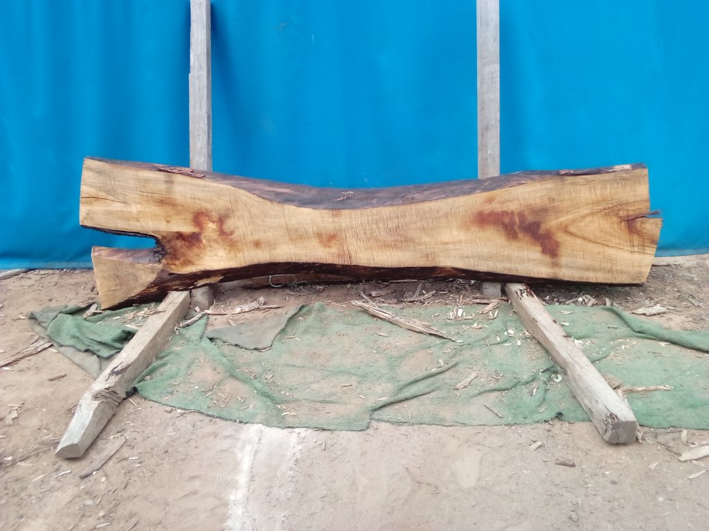 Camphor Laurel (TS1079CL)