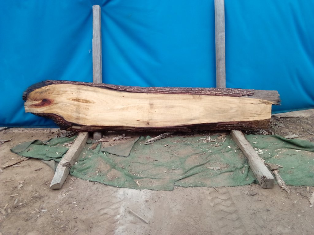Camphor Laurel (TS1080CL)