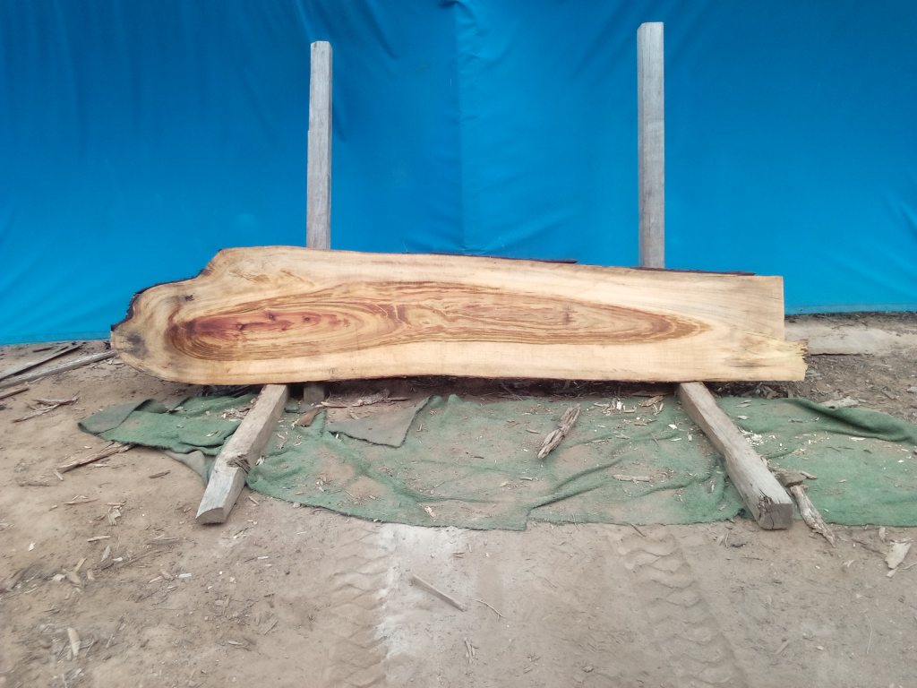 Camphor Laurel (TS1080CL)