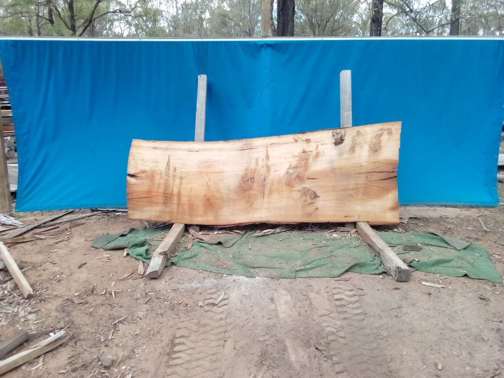 Blackbutt (TS1085B)