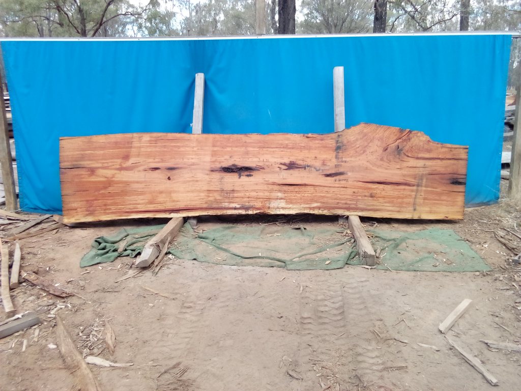 Blackbutt (TS1120B)
