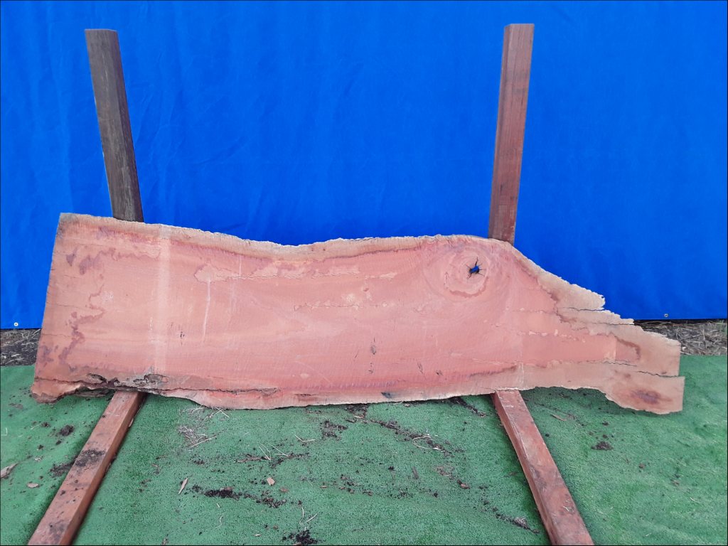Sydney Blue Gum (TS138SBG)