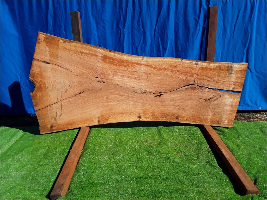 Sydney Blue Gum (TS140SBG)