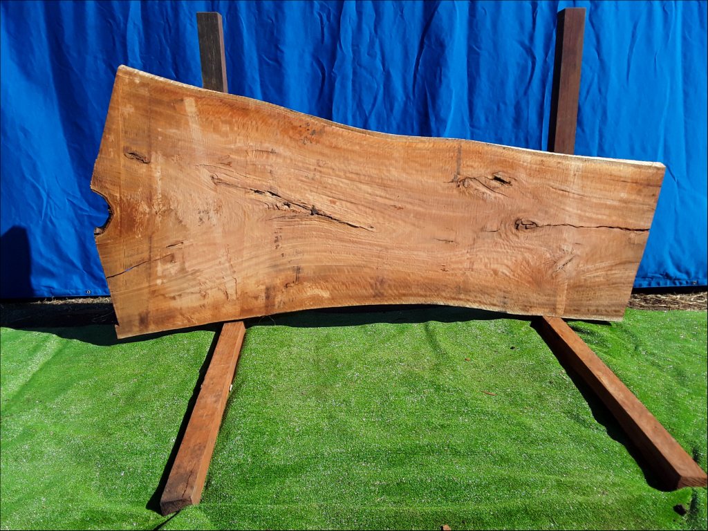 Sydney Blue Gum (TS141SBG)