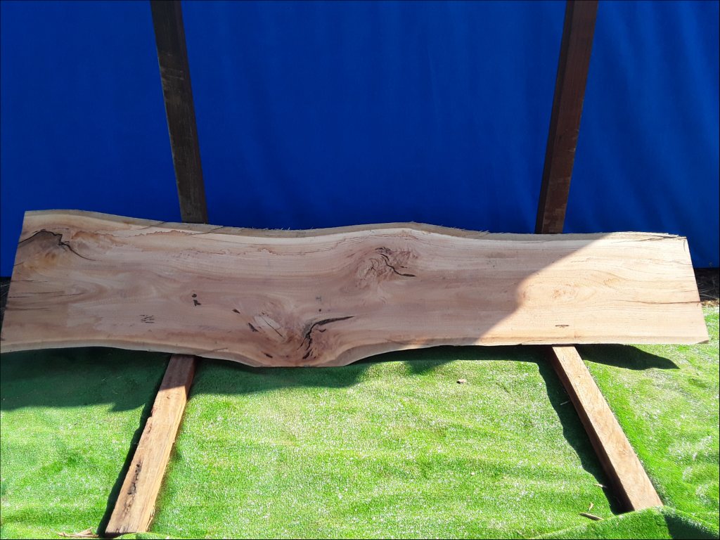 Sydney Blue Gum (TS151SBG)