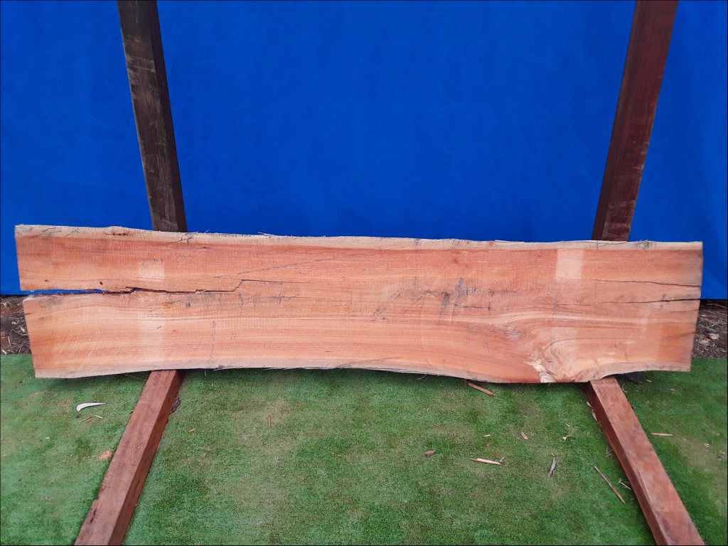 Sydney Blue Gum (TS157SBG)