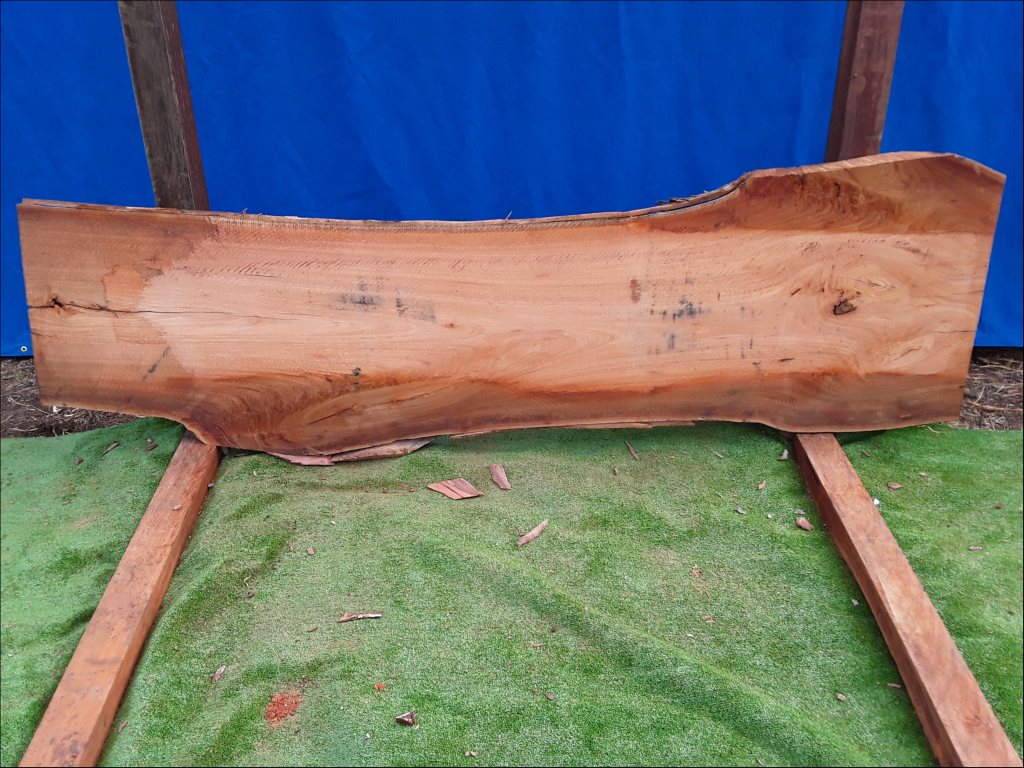 Sydney Blue Gum (TS158SBG)