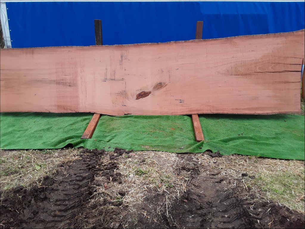 Sydney Blue Gum (TS164SBG)