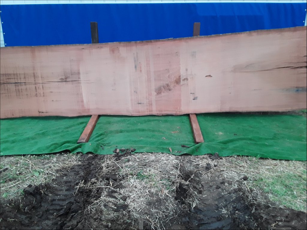Sydney Blue Gum (TS165SBG)