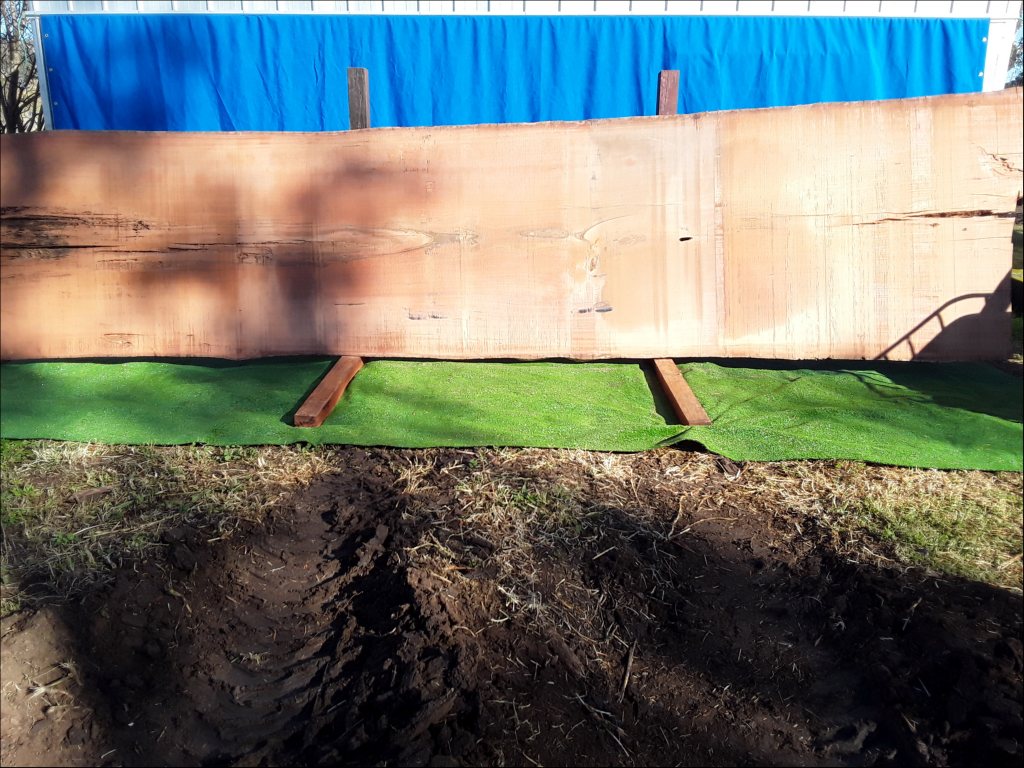 Sydney Blue Gum (TS166SBG)