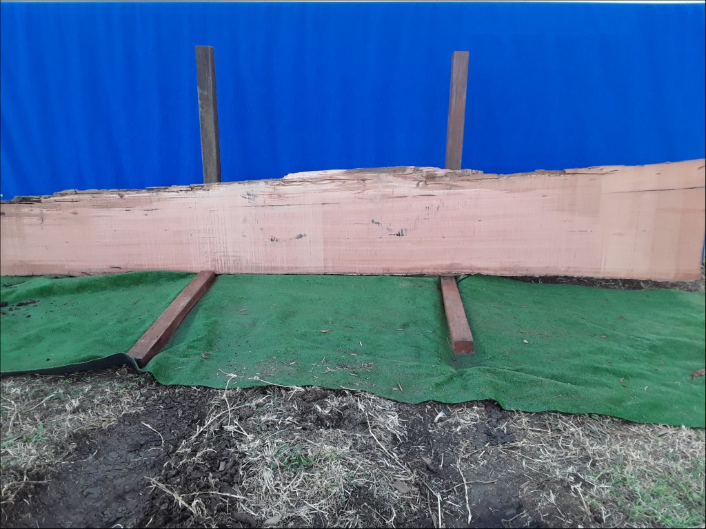 Sydney Blue Gum (TS171SBG)