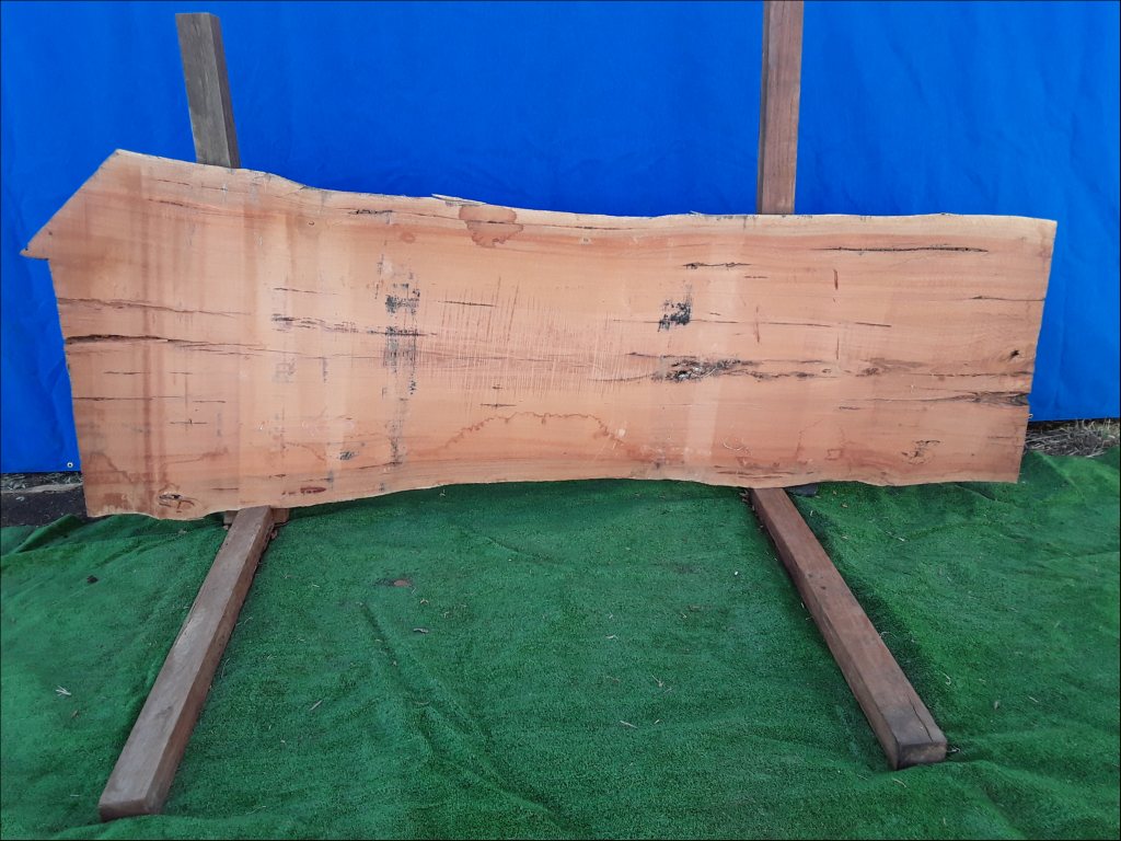 Sydney Blue Gum (TS183SBG)
