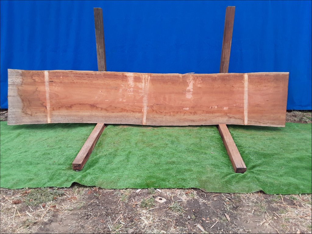 Sydney Blue Gum (TS200SBG)