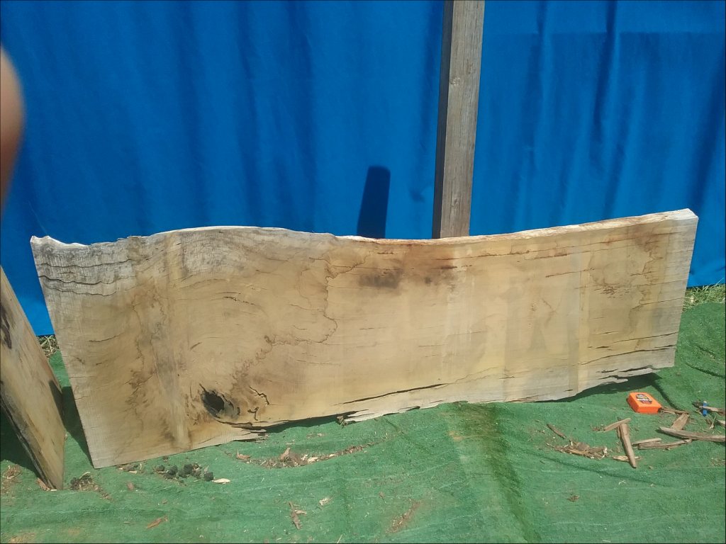 Blackbutt (TS263B)