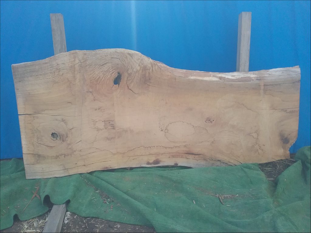 Blackbutt (TS269B)
