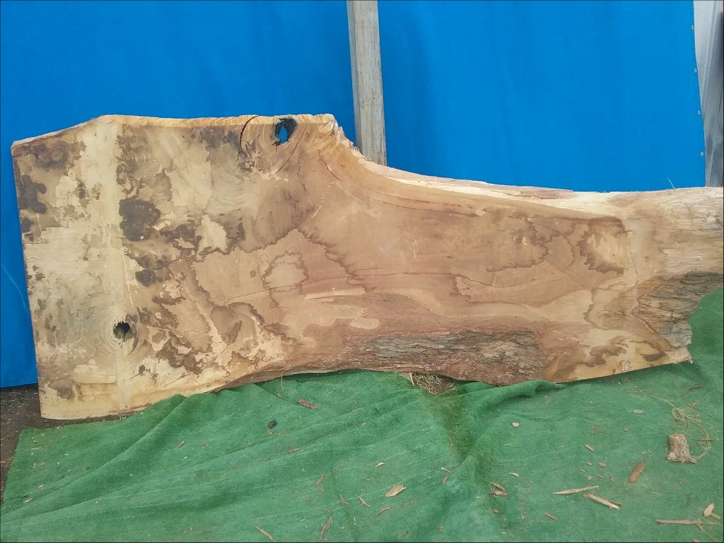 Blackbutt (TS271B)