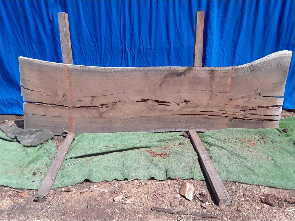 Forest Red Gum (TS341FRG)