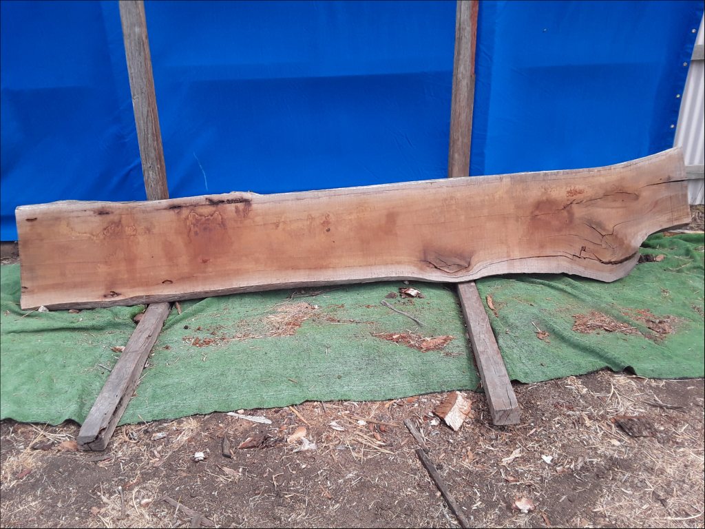 Sydney Blue Gum (TS352SBG)