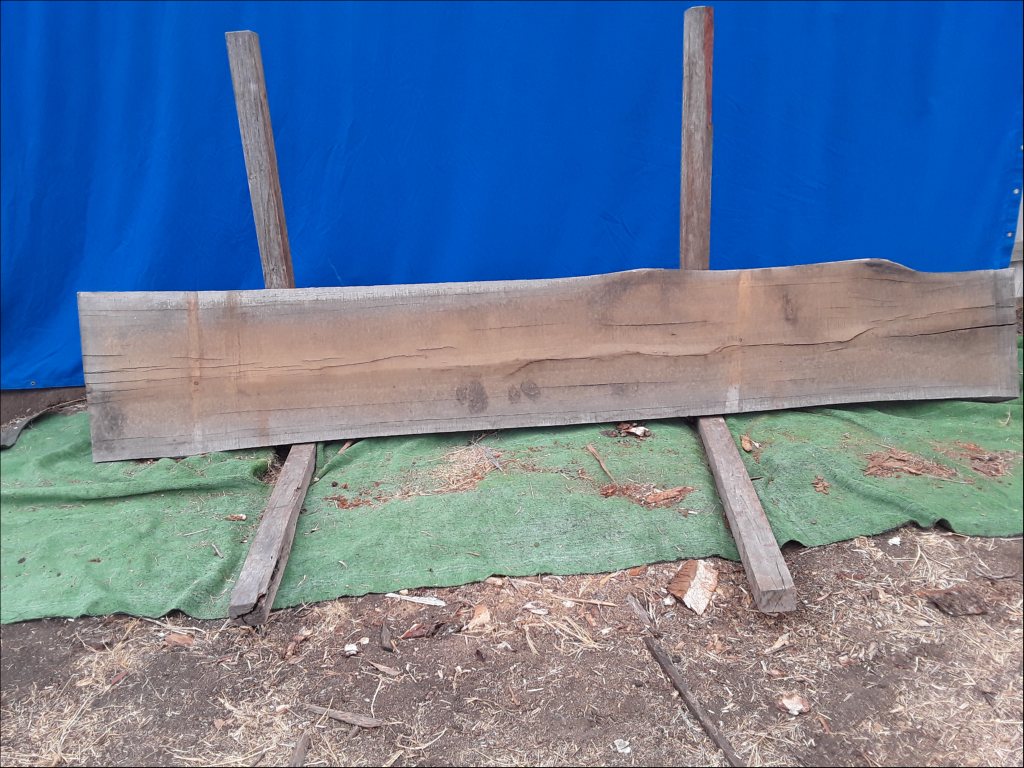 Sydney Blue Gum (TS353SBG)