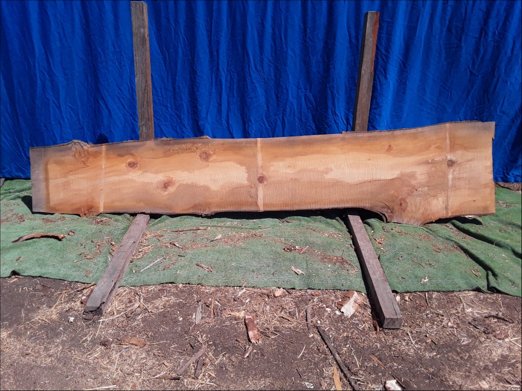Qld Kauri Pine (TS369QKP)