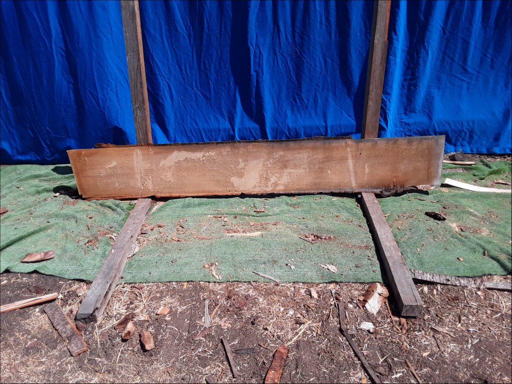 Qld Kauri Pine (TS376QKP)