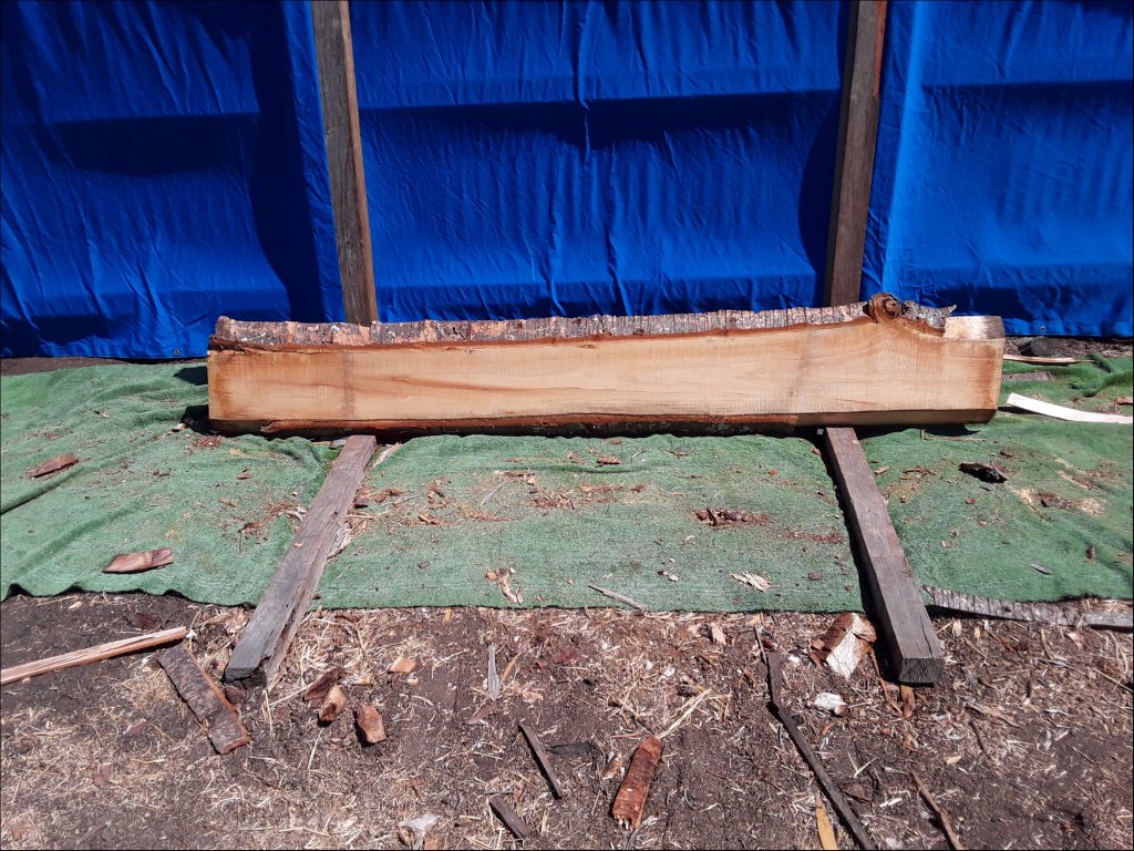 Qld Kauri Pine (TS376QKP)