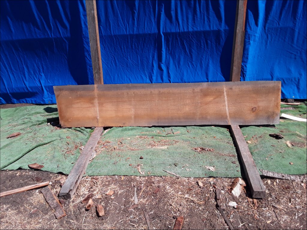 Qld Kauri Pine (TS377QKP)