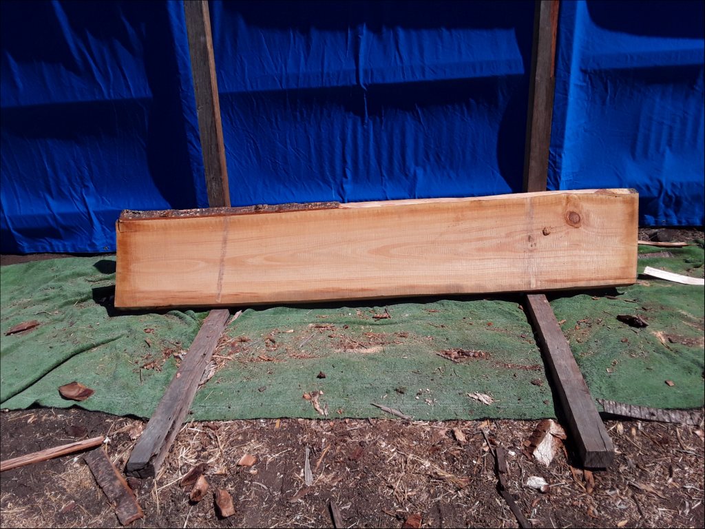 Qld Kauri Pine (TS377QKP)
