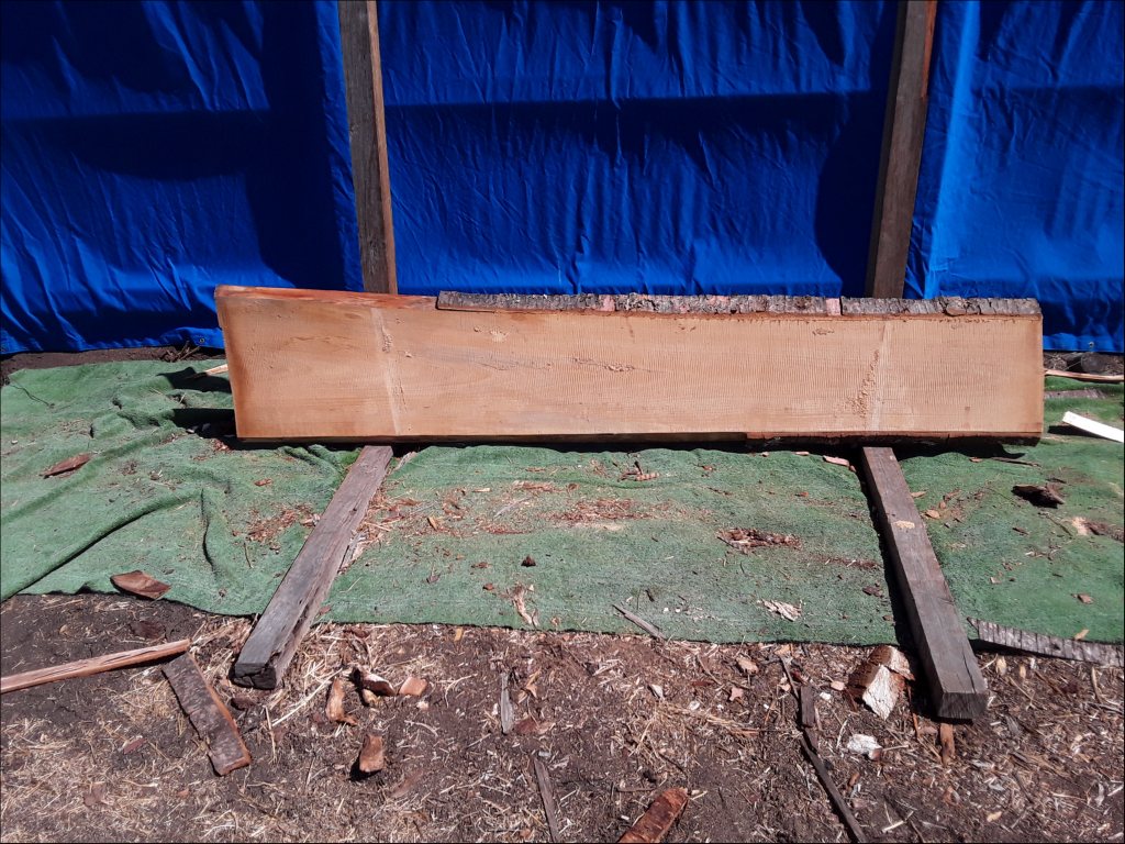 Qld Kauri Pine (TS378QKP)