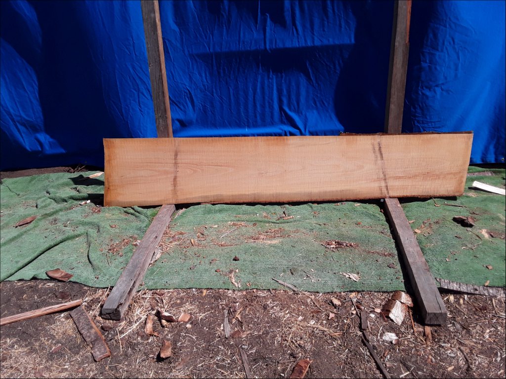 Qld Kauri Pine (TS378QKP)