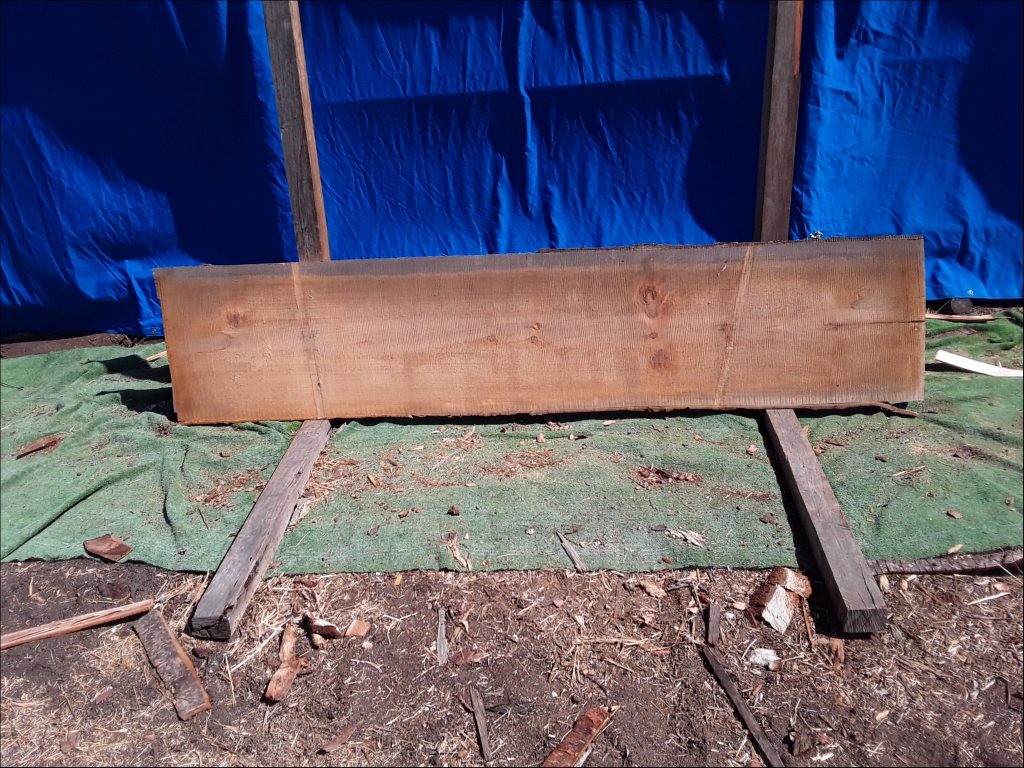 Qld Kauri Pine (TS379QKP)