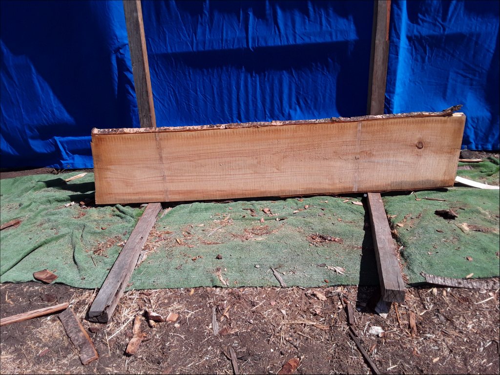 Qld Kauri Pine (TS379QKP)