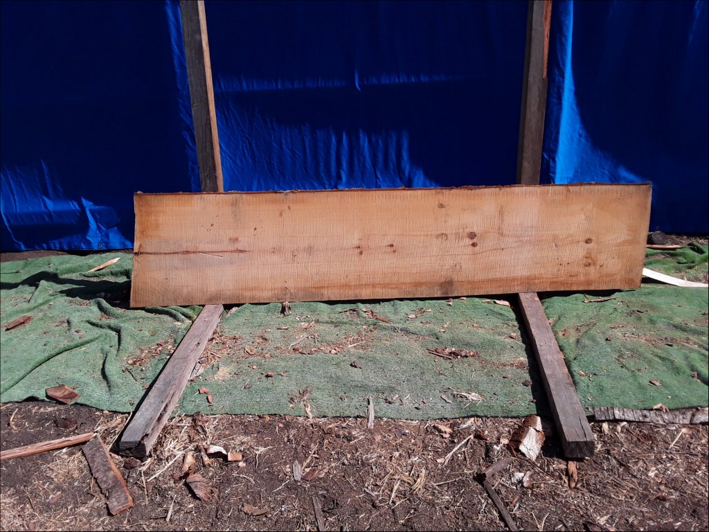 Qld Kauri Pine (TS382QKP)