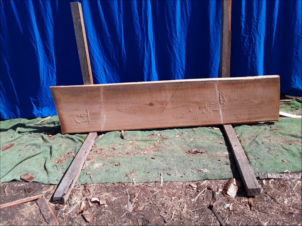 Qld Kauri Pine (TS382QKP)