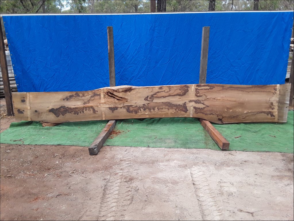 Yellow Stringybark (TS389YS)