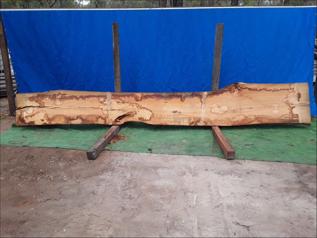 Yellow Stringybark (TS390YS)