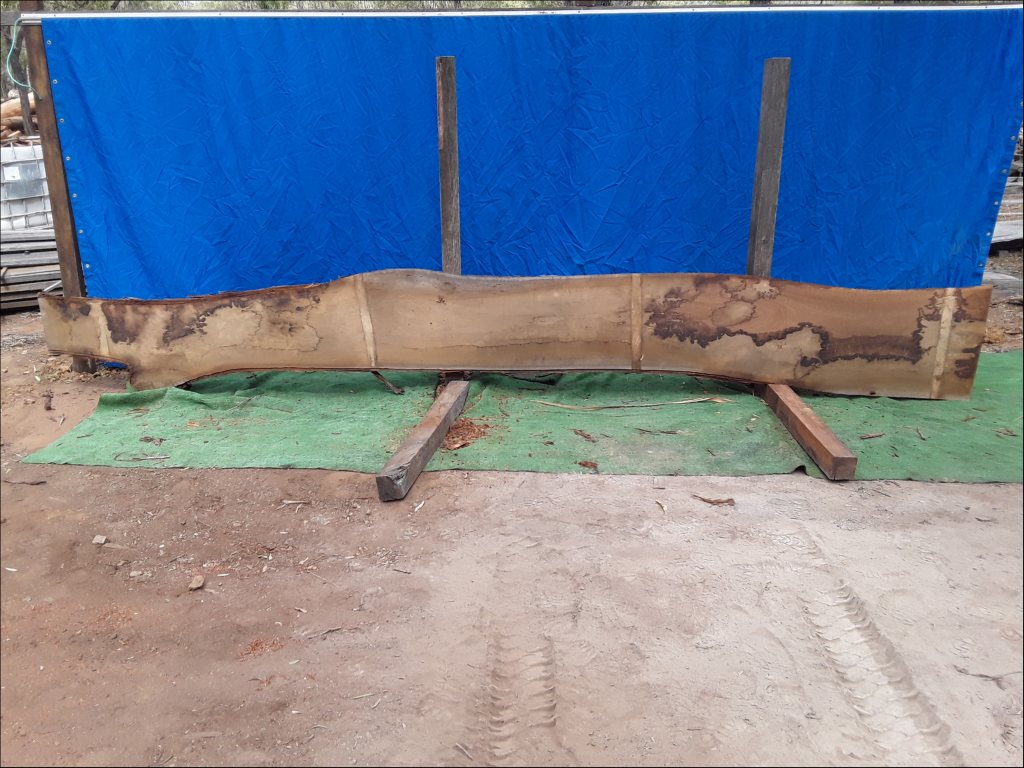 Yellow Stringybark (TS392YS)