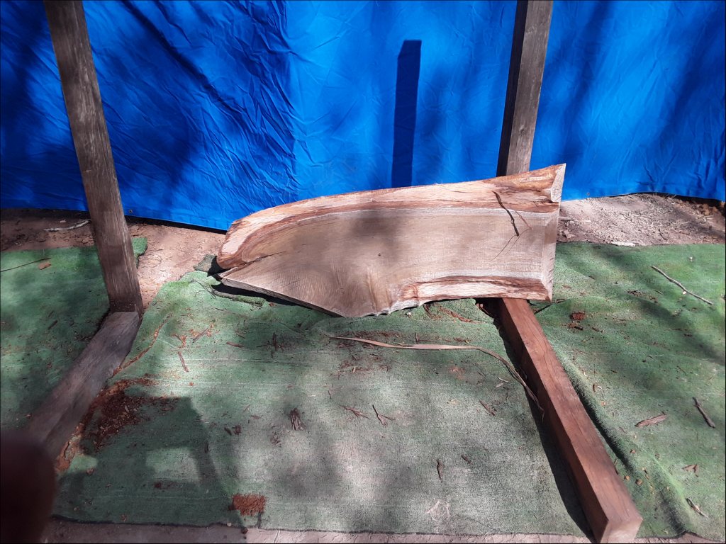 Yellow Stringybark (TS395YS)