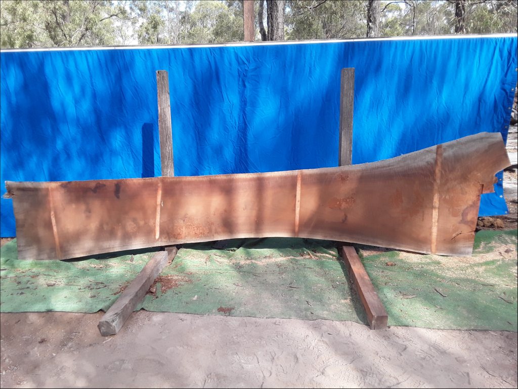 Sydney Blue Gum (TS403SBG)