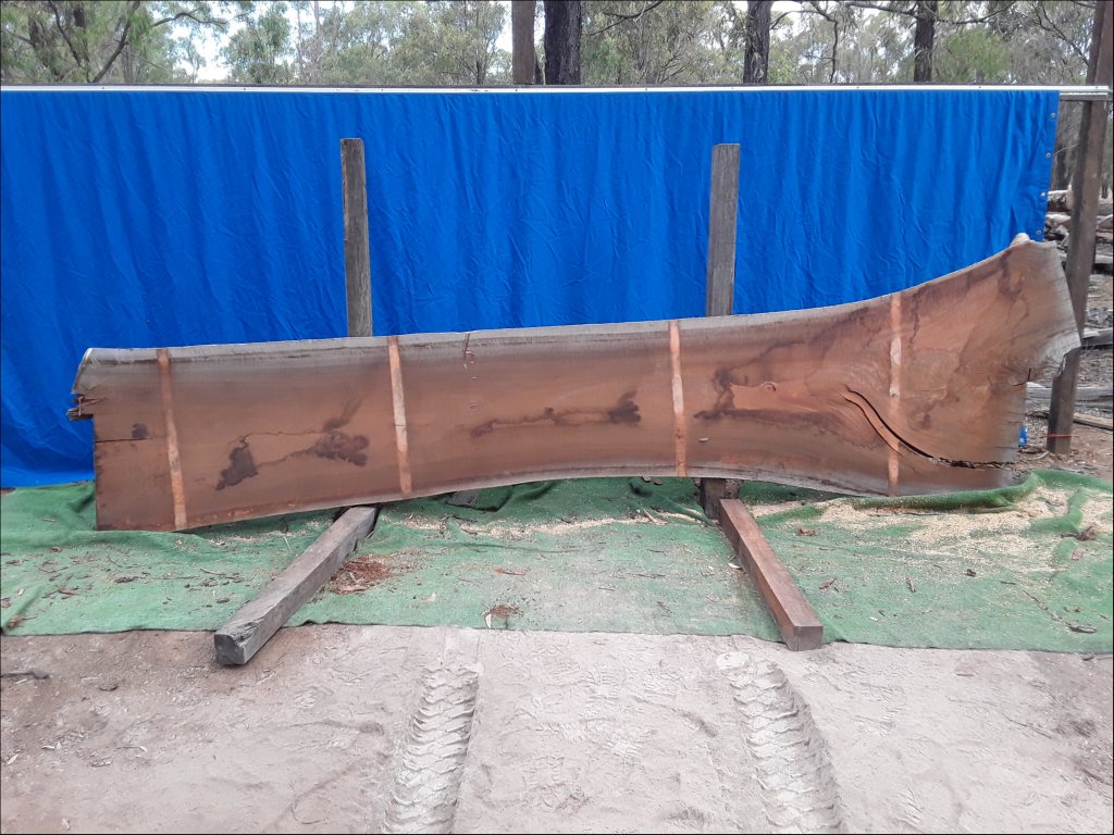 Sydney Blue Gum (TS405SBG)