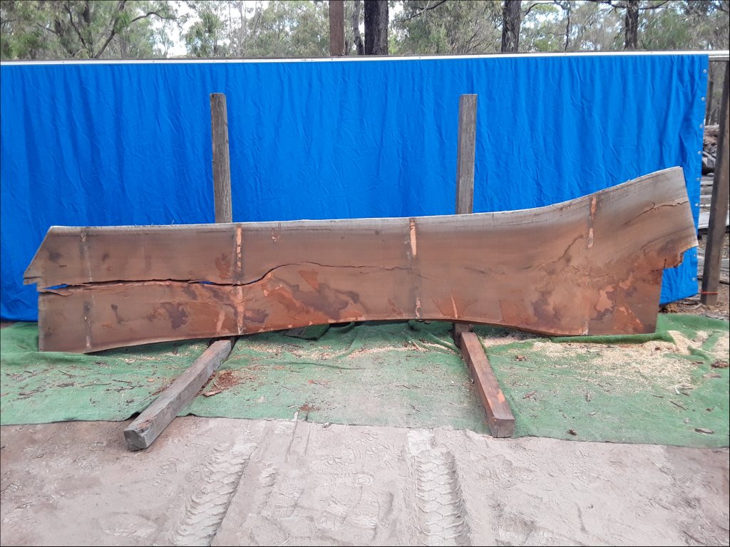 Sydney Blue Gum (TS407SBG)