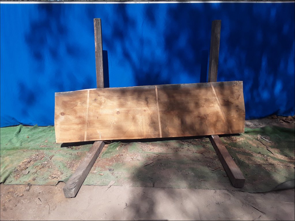 Qld Kauri Pine (TS435QKP)