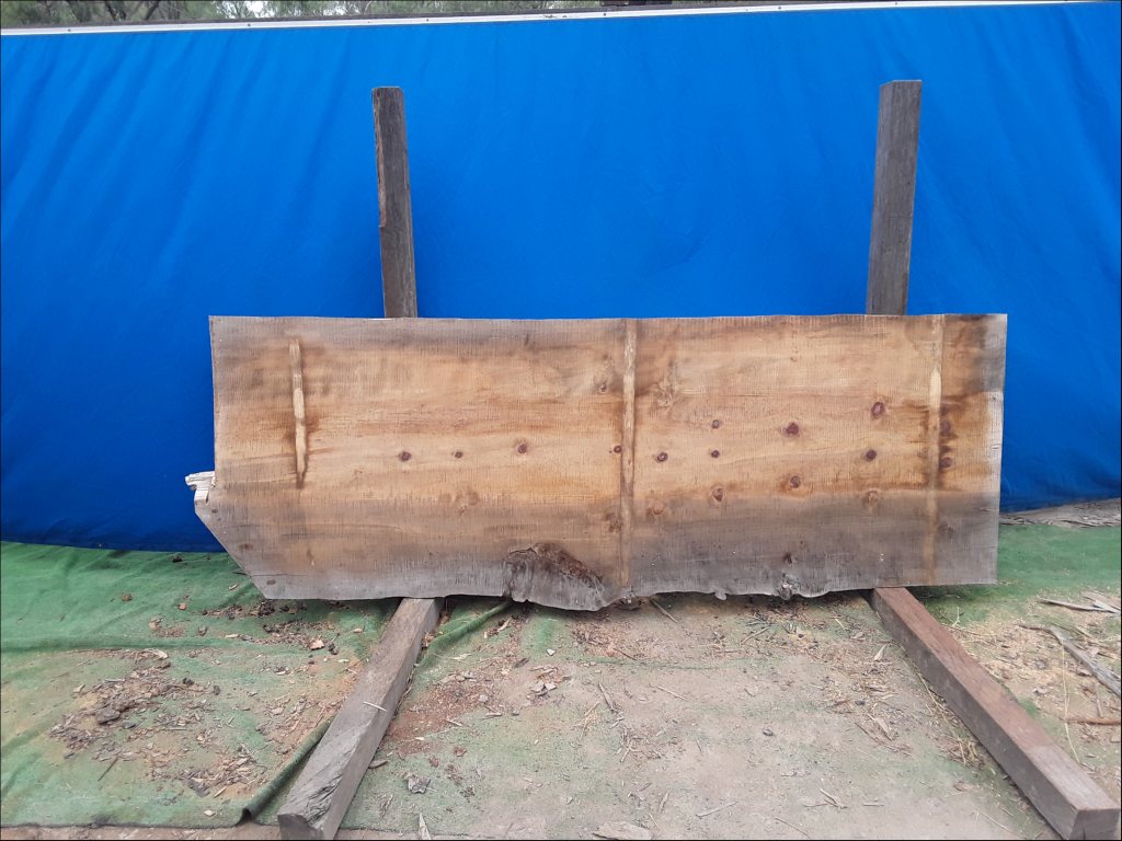 Norfolk Island Pine (TS442NIP)