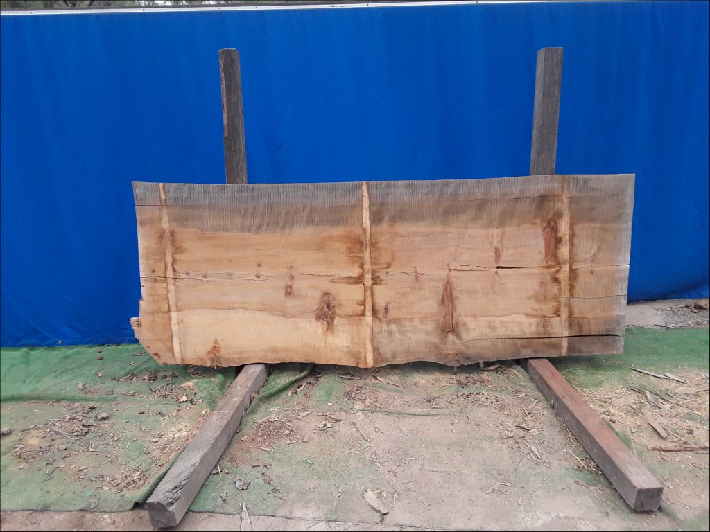 Norfolk Island Pine (TS445NIP)