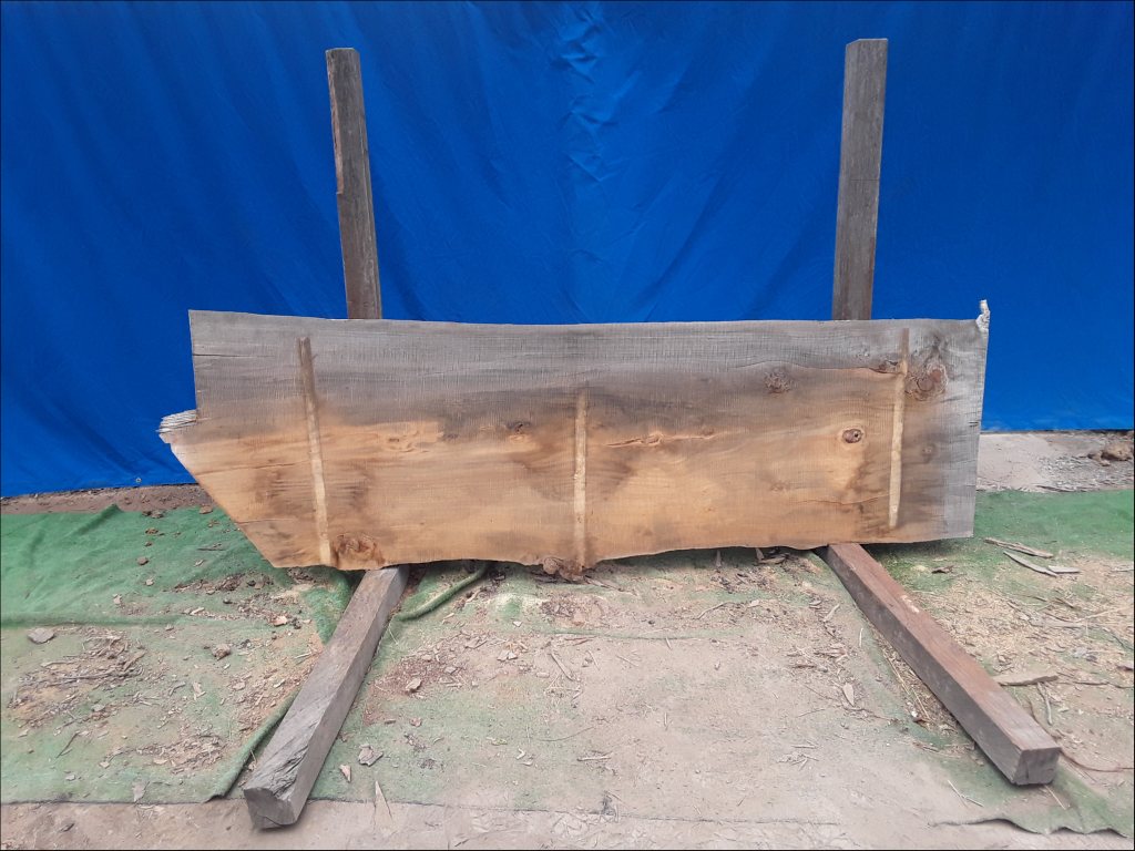 Norfolk Island Pine (TS450NIP)