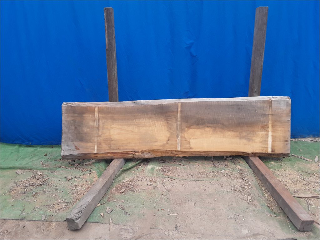 Norfolk Island Pine (TS451NIP)