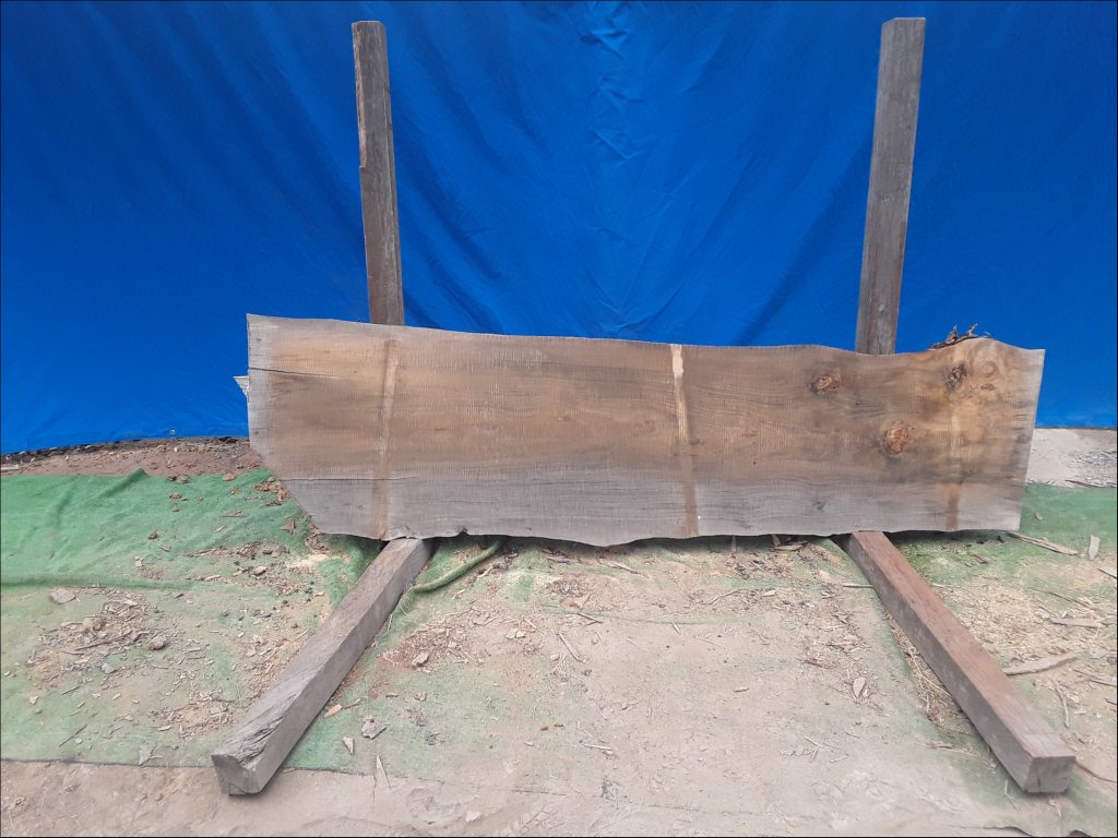 Norfolk Island Pine (TS452NIP)