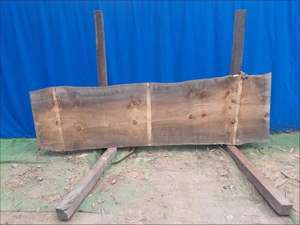 Norfolk Island Pine (TS454NIP)