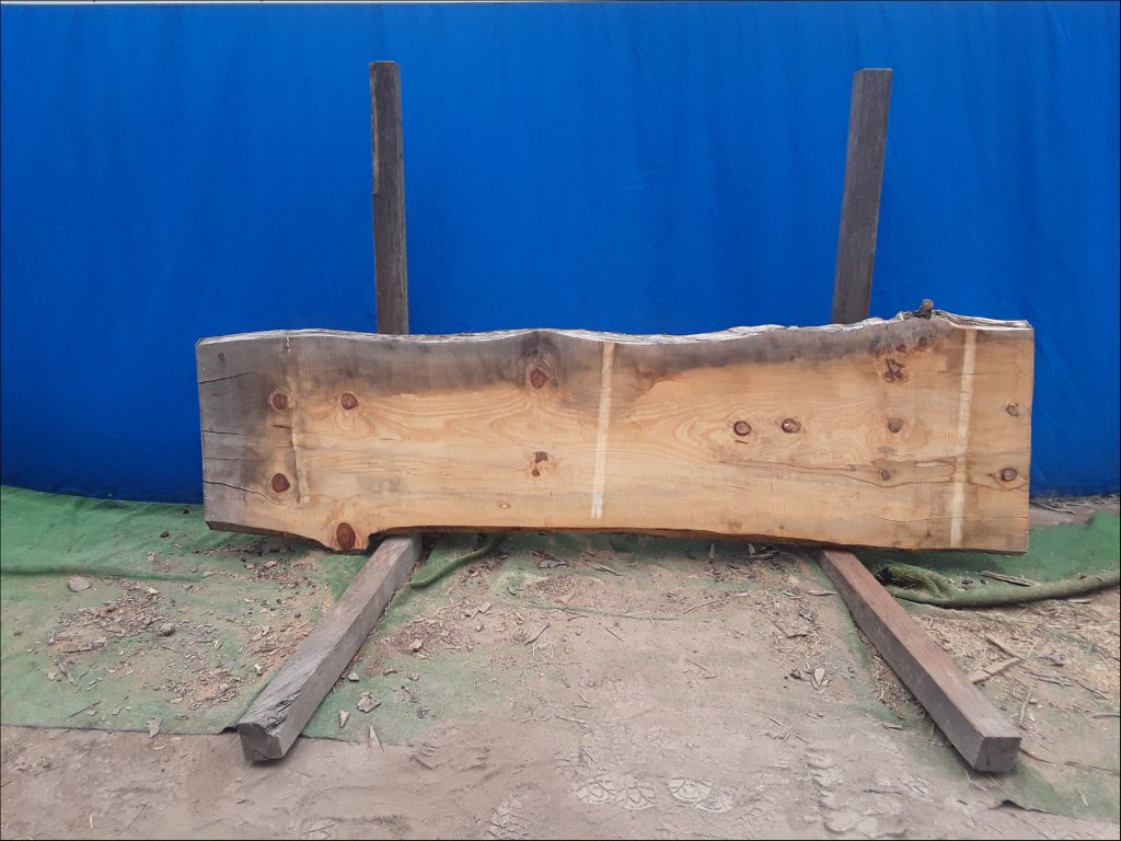 Norfolk Island Pine (TS455NIP)