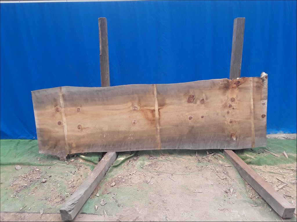 Norfolk Island Pine (TS456NIP)